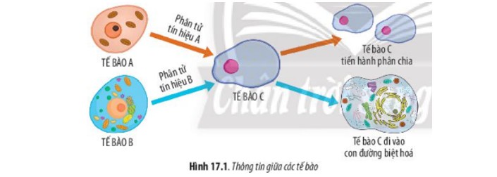 Thông Tin Giữa Các Tế Bào Là Gì? Cơ Chế Truyền Tin Chi Tiết Thông Tin Giữa Các Tế Bào Là Gì? Cơ Chế Truyền Tin Chi Tiết