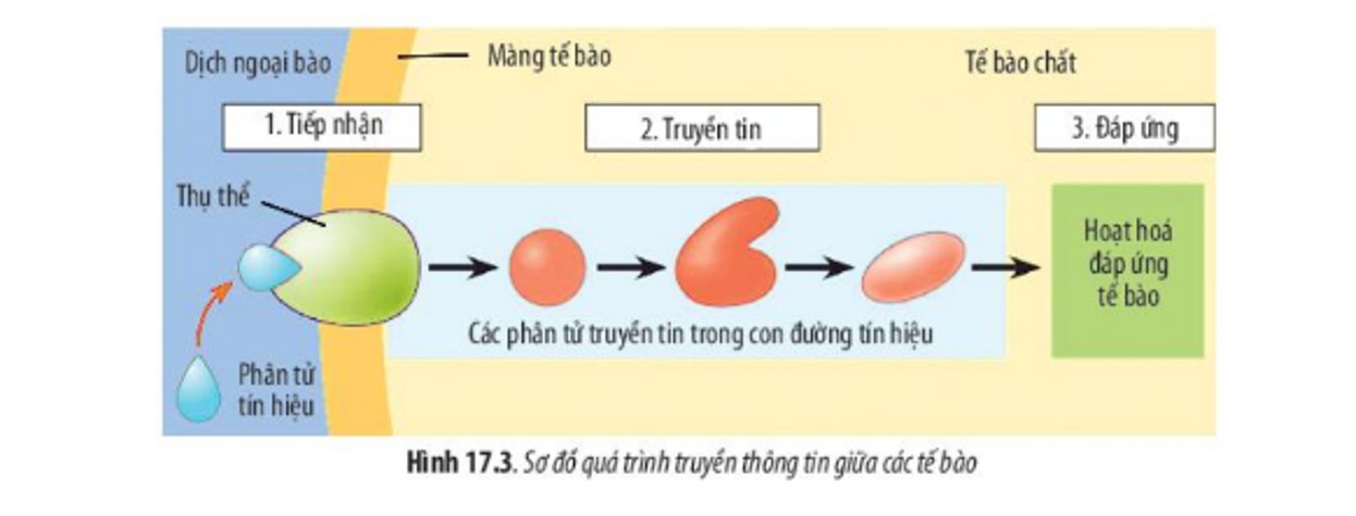 **Cặp Chất Nào Phản Ứng Trong Dung Dịch? Giải Thích Chi Tiết**