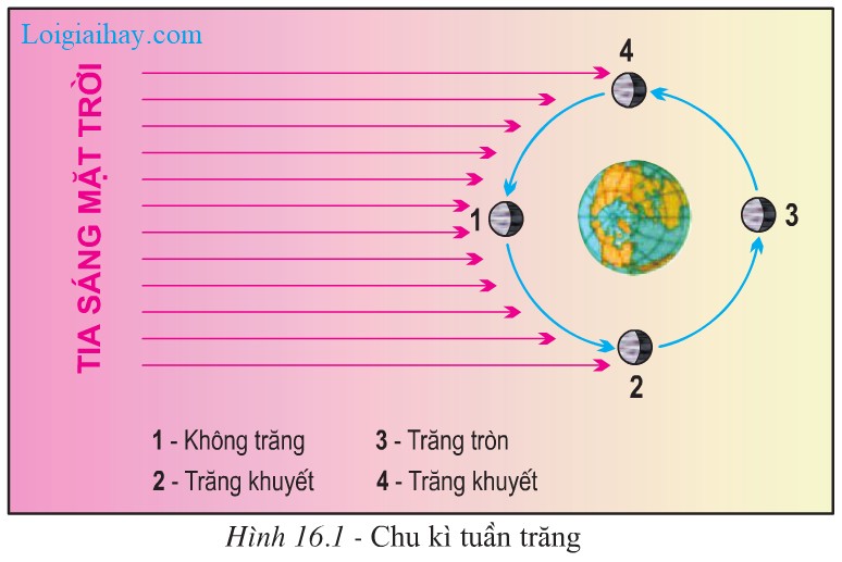 Phân Biệt Tập Tính Bẩm Sinh Và Tập Tính Học Được: Ví Dụ Cụ Thể