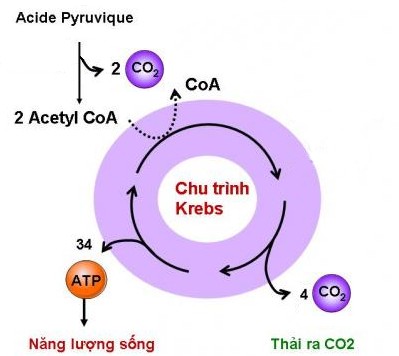 Kiểu Thảm Thực Vật Nào Sau Đây Không Thuộc Môi Trường Đới Ôn Hòa?