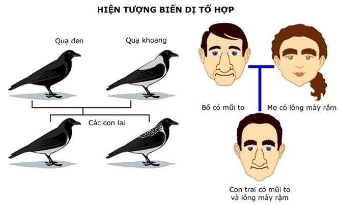 Phương Pháp Nào Để Phát Hiện và Chọn Lọc Dòng Tế Bào Xôma Biến Dị Người?