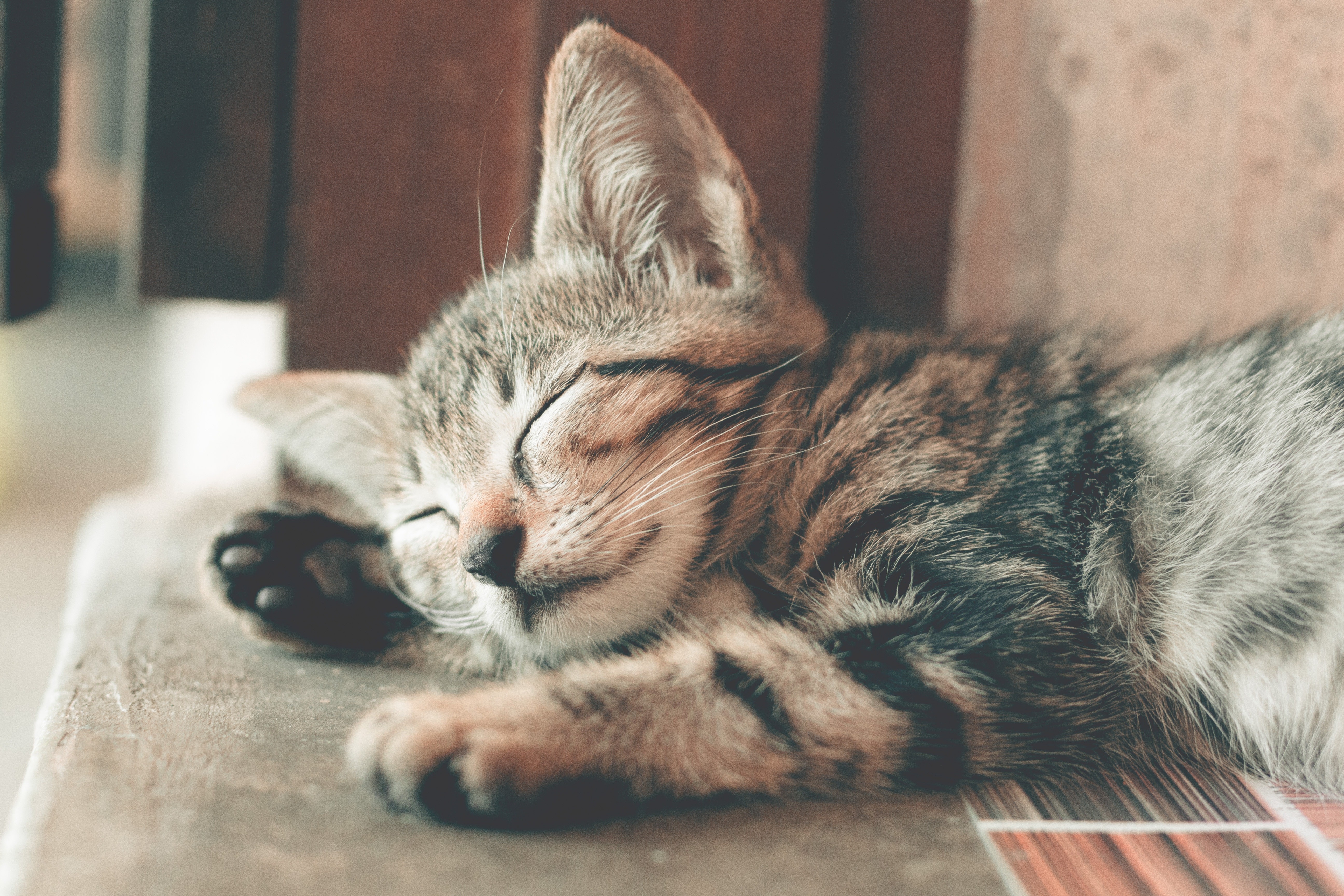 Một chú mèo con dễ thương đang ngủ trên sàn nhà