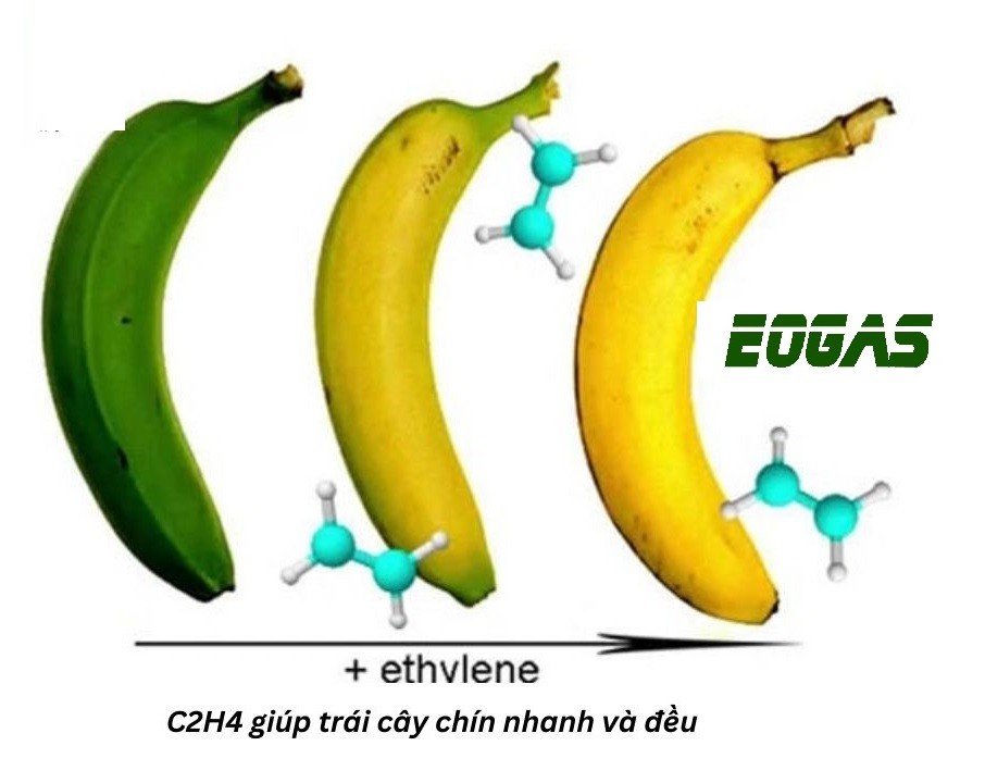Etilen (C2H4) Có Tính Chất Vật Lý Gì? Ứng Dụng Ra Sao?
