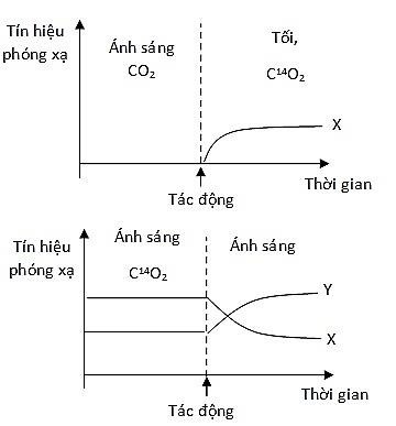 Cây xanh quang hợp tạo ra oxy và duy trì sự sống