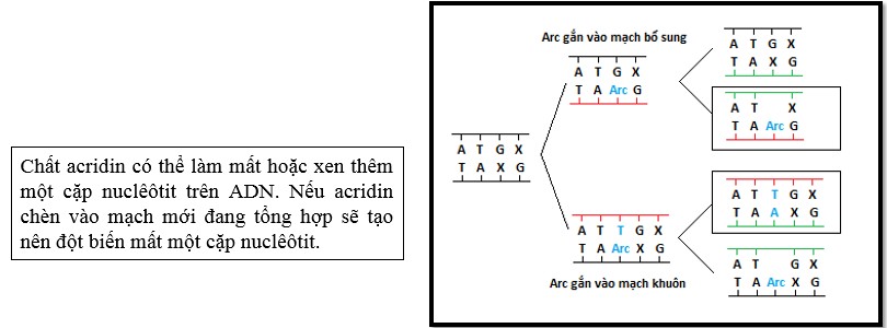 Đột biến do acridin gây dịch khung