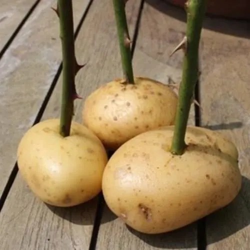 Cách Giâm Cành Hoa Hồng Tại Nhà: Tỉ Lệ Thành Công Đến 90% Cách Giâm Cành Hoa Hồng Tại Nhà: Tỉ Lệ Thành Công Đến 90%