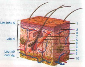 Nêu Cấu Tạo Của Da Gồm Mấy Lớp Và Chức Năng Từng Lớp? Nêu Cấu Tạo Của Da Gồm Mấy Lớp Và Chức Năng Từng Lớp?