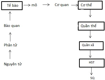 **Tại Sao Tất Cả Các Tổ Chức Sống Đều Là Hệ Mở? Giải Thích Chi Tiết** **Tại Sao Tất Cả Các Tổ Chức Sống Đều Là Hệ Mở? Giải Thích Chi Tiết**
