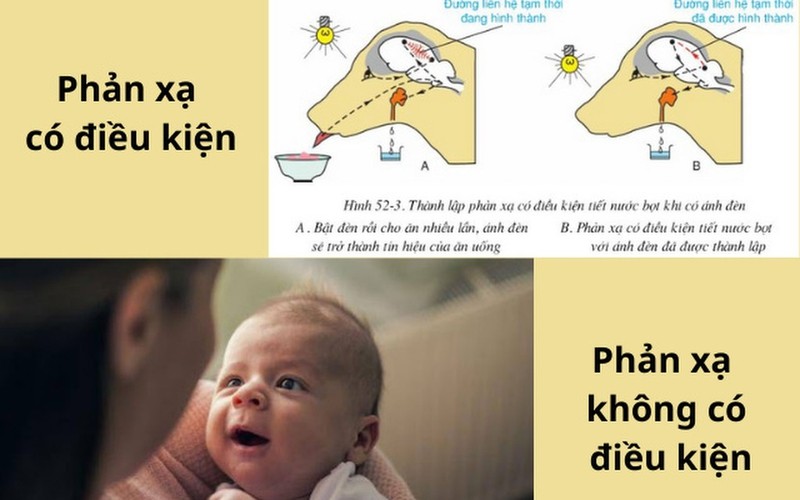In American Although: Vai Trò, Tuổi Thọ và Gia Đình Thay Đổi Như Thế Nào?