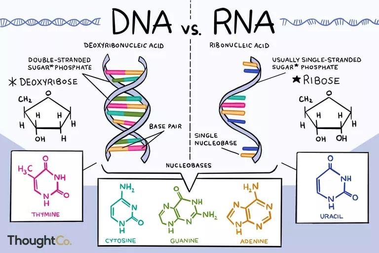 So Sánh ADN và ARN: Điểm Giống, Khác Biệt & Vai Trò Quan Trọng So Sánh ADN và ARN: Điểm Giống, Khác Biệt & Vai Trò Quan Trọng