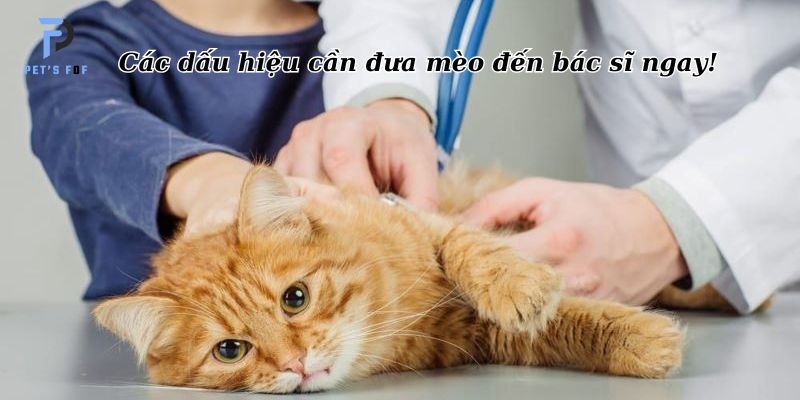 Trong Lòng Mỗi Người Đều Có Một Ánh Trăng Sáng: Ý Nghĩa Và Cách Tìm Kiếm?